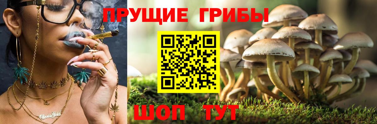 Сергиев Посад  Галлюциногенные грибы Psilocybine cubensis  Псилоцибиновые грибы прущие грибы  Вход с VPN 
